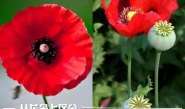 虞美人爆料日本医生视频,日本医生视频引发热议，真相令人震惊